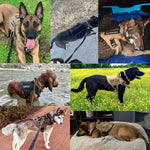 Heavy-Duty Tactical Dog Harness And Leash Set - Puparazzi Store